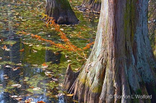 Cypress Base_25105.jpg - Cypress Swamp, photographed along the Natchez Trace Parkway near Canton, Mississippi, USA.
